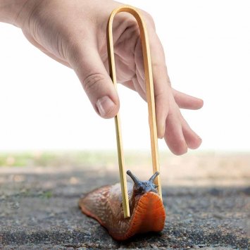 Slakkentang van bamboe