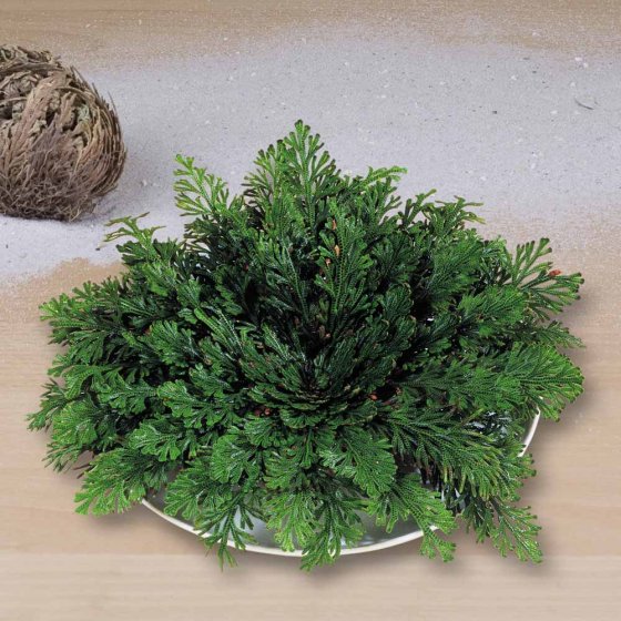 Rose de Jéricho Lot de 3  