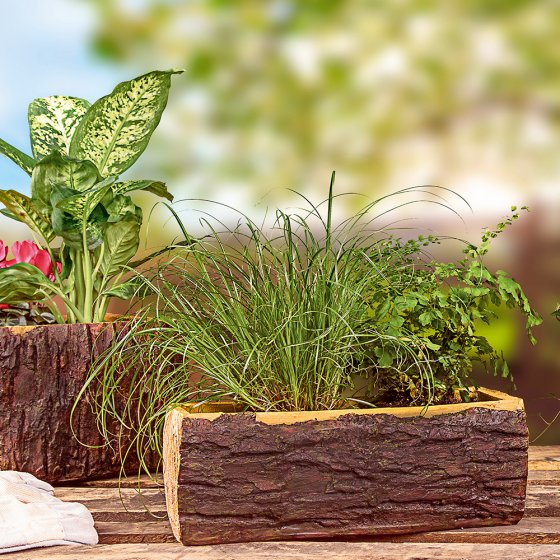 Boomstronk- bloemenpot 