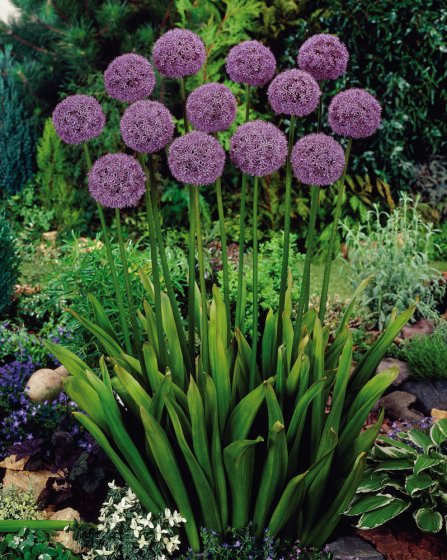 Plantes anti-taupes 5 bulbes (Allium Gladiator) 