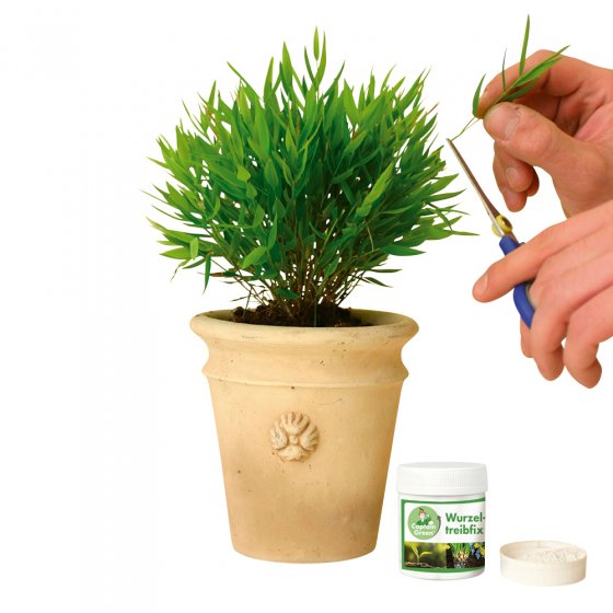 Fixateur pour racines, 30 g 