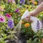 Engrais liquide pour fleurs - 2