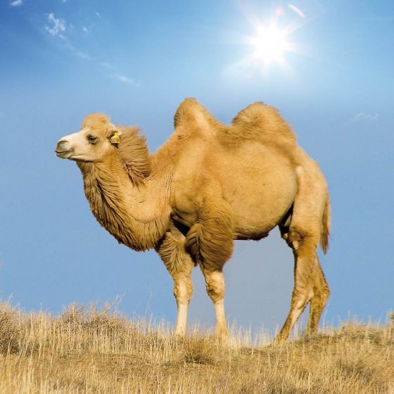 Couette poil de chameau édition d'été 