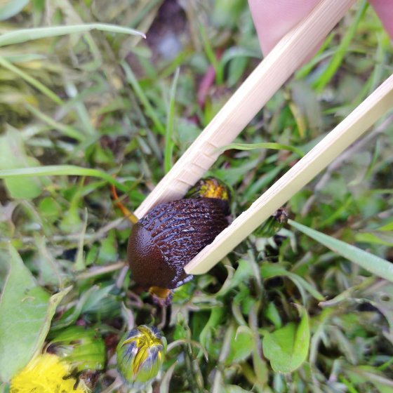 Slakkentang van bamboe 