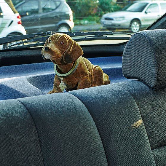 Teckel à tête dodelinante 