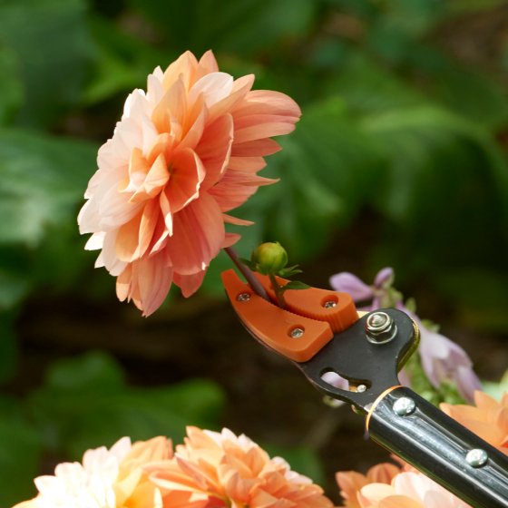 Sécateur à long manche « Titanium » 