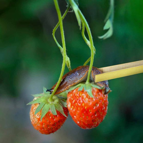 Slakkentang van bamboe 
