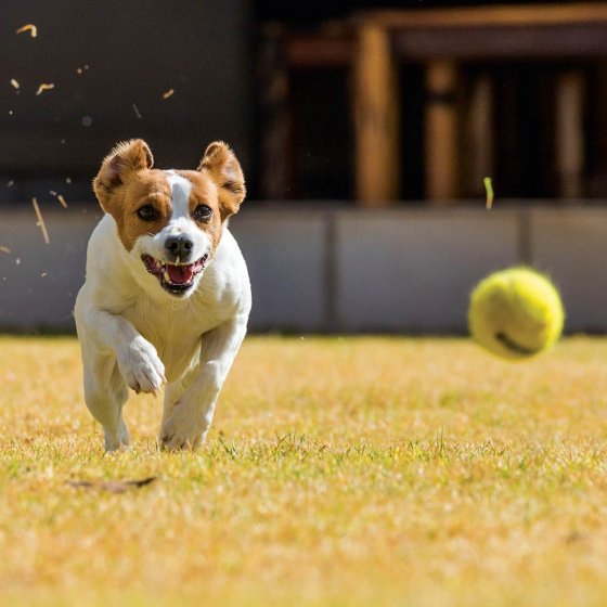 Tennisballenwerper voor honden 