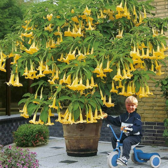 Snelgroeiende meststof granulaat 1 kg 